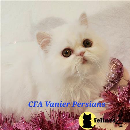 Vanierpersians Picture 1